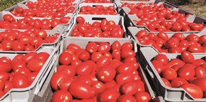 BENE OBBLIGO D’ORIGINE POMODORO, ORA PROSEGUIRE LA BATTAGLIA IN AMBITO COMUNITARIO
